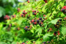 Black Raspberry (Rubus Occidentalis) Grows In The Garden, Green Unripe And Ripe Healthy Berries, Background
