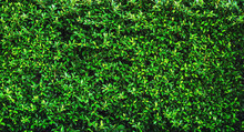 Fresh Green Leave Background Texture