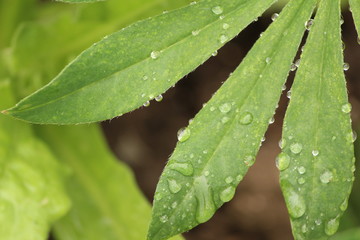 green leaf with water drops