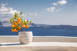 orange tree in a pot in Santorini, Cyclades islands Greece - amazing travel destination