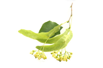 Fresh linden flowers with leaves isolated on white background.  Branch of flowering lime tree. 