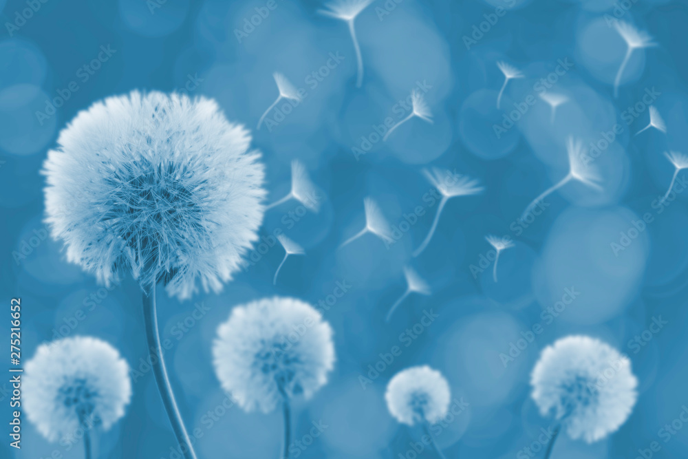 Dandelion with its seeds blown by the wind - obrazy, fototapety, plakaty 