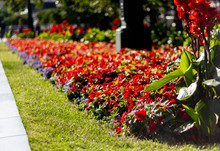 Colorful Bright Flower Bed With Red Flowers And Green Lawn On A Sunny Day. Beautiful Flower Bed In The City Park Near The Sidewalk.