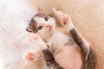 Wall Mural - Kitten lying on its back