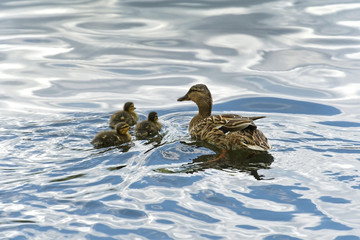 Mother and small duckling are swimming for food at the pond in the park in Russia.