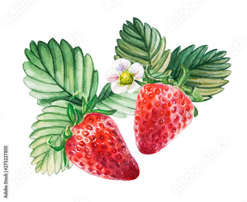 Watercolor red juicy strawberries with leaves and flower. Food background, pa...