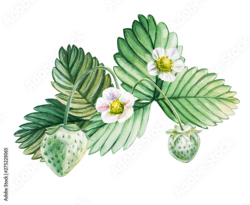 Watercolor red juicy strawberries with leaves and flower. Food background, pa...