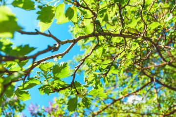 Green foliage against the blue sky. Summer sunny day