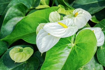 Group of white Anthurium flower in pot blooming in botanic farm (Anthurium andraeanum, Araceae or Arum)