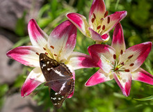 Butterfly Lesser Purple Emperor Butterfly On Lily Flowers. This Is A Day Butterfly From The Family Nymphalidae. The Wingspan Is 60-80 Mm. The Upper Side Of The Wings Is Black-brown, The Male Has A Bri