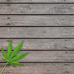 Wall Mural - Cannabis or hemp leaves on old gray wooden table. Flat lay. Template or mock up