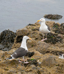 Sticker - Close up view of Great Black-backed Gull (Larus marinus)