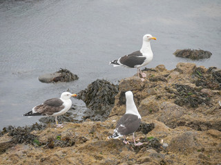 Sticker - Close up view of Great Black-backed Gull (Larus marinus)