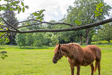 Chesnut Coloured Horse Standing In A Field Under An Overhanging Tree Branch.
