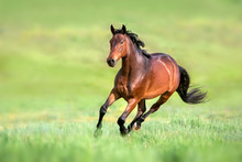 Bay Horse In Motion On On Green Grass