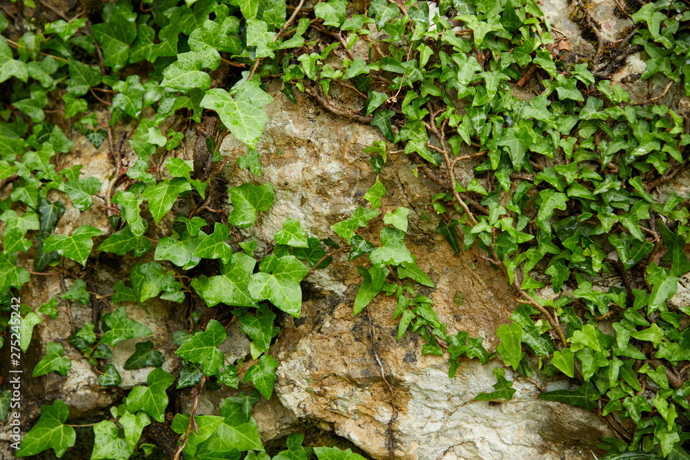 old wall with ivy leaves - obrazy, fototapety, plakaty 