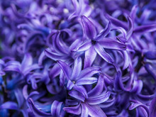  Macro Of A Purple Hyacinth Flower