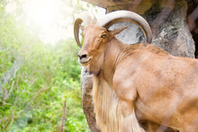 Close-up Of The Barbary Sheep On The Rock