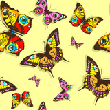 Fototapeta Motyle - butterfly113