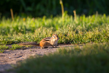 Adorable Side Lit Eastern Chipmunk Staring With Startled Expression While On A Path At Dawn, Léon-Provancher Marsh, Neuville, Quebec, Canada