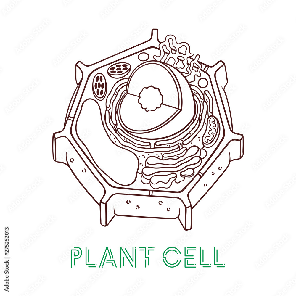 Vector sketching illustrations. Schematic structure of plant cell ...