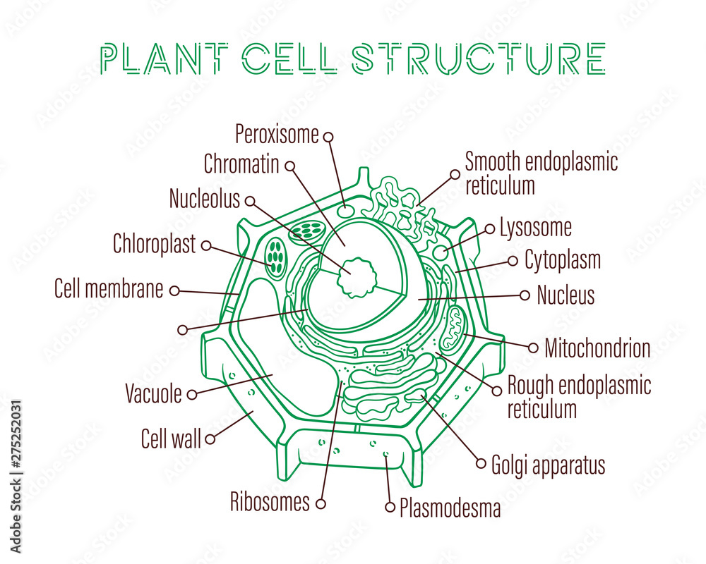 Vector sketching illustrations. Schematic structure of plant cell ...