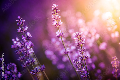 lavender flowers detail and blurred background with beautiful sunset color effect © zozzzzo