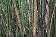 bamboo bambus schnitzen 