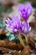 Colchicum 'Water lily'