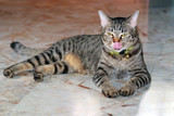 Fototapeta Koty - .Gray Cat is flicking tongue