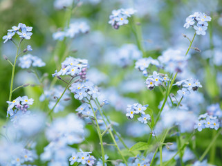 Little blue forget-me-not flowers on spring meadow