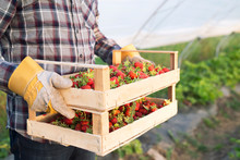 Shot Of An Unrecognizable Farmer In Casual Clothing Carrying Crate Full Of Freshly Harvested Strawberries. Close Up View Of Strawberry Fruit In Greenhouse Growing Field. Organic Fruit Production.