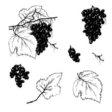 Set Of Contour Elements. Grape Branch On A White Background. Ink-drawn Set Of Grapes With Leaves For Product Packaging And Menus. Vector Black White Illustration.