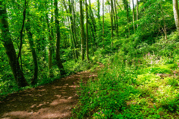 Naklejka na meble Narrow woodland path fringed with Ash trees and wildflowers