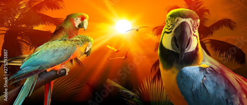 Dekoracja na wymiar  papuga-na-wakacjach-na-plazy