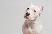 Portrait of cute pitbull terrier in front of white background. Copy space