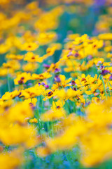 blooming yellow and purple sulfur cosmos flower are in bloom in springtime.