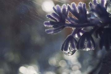 Wall Mural - a drop of water on a flower petal. lavender. blue flower macro with beautiful bokeh in the rain