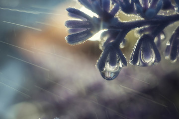 Wall Mural - a drop of water on a flower petal. lavender. blue flower macro with beautiful bokeh in the rain