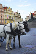 pferdekutsche in Prag