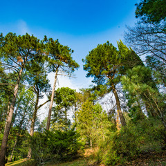 Beautiful  forest with different trees