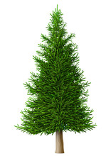 Realistic Vector Pine Tree Isolate