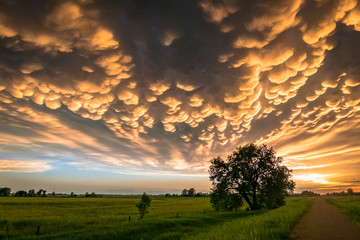 Wall Mural - beautiful scene of the great plains, usa at sunset. lone tree below colorful mammatus clouds at the 