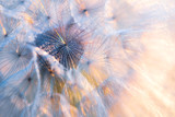 Fototapeta Dmuchawce - Close up seeds of dandelion flower in sunset rays. Backlight. Summer nature background. Macro. Soft focus