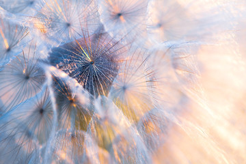 Close up seeds of dandelion flower in sunset rays. Backlight. Summer nature background. Macro. Soft focus