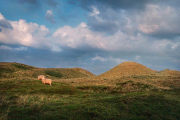 Rustic landscape with sheep grazing on hills in Sylt