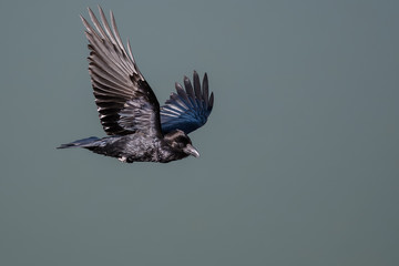 Wall Mural - Common Black Raven Flying Over the Canyon Floor