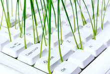 White Keyboard With Sprouts Growing From It On White Wooden Background