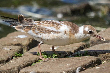 Canvas Print - gull