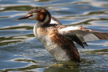 Canvas Print - great crested grebe